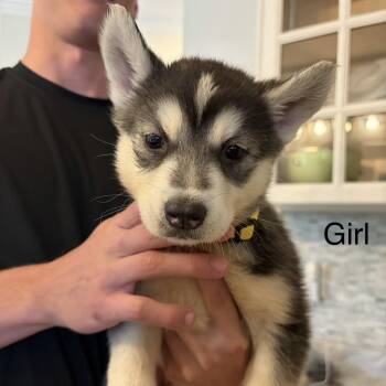 Akira -  Siberian Husky and German Shepherd Dog Dog Available for Adoption in Brentwood, Tennessee - Akira | PetCurious