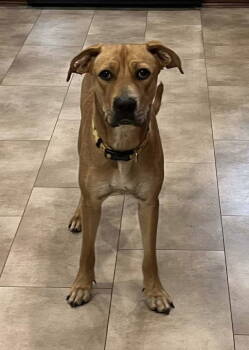 Rescue Pit Bull Terrier Dogs for Adoption in Germantown, Ohio - Maisy West | PetCurious