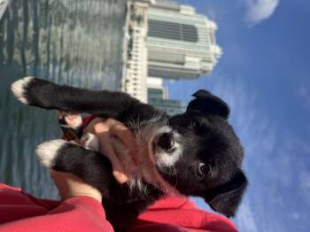 Chocolate Labrador Retriever and Shepherd Dogs Available for Adoption - Beso | PetCurious