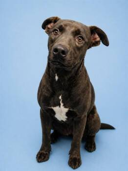 Catahoula Leopard Dog and Pit Bull Terrier Dogs Available for Adoption in Westminster, Maryland - OZZY | PetCurious