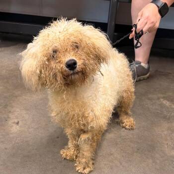 Dewey -  Miniature Poodle Dog for Adoption in Tampa, Florida - Dewey | PetCurious