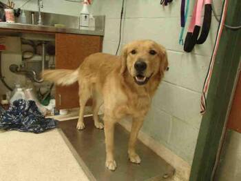 KIMI -  Golden Retriever Dog for Adoption in Rancho Cucamonga, California - KIMI | PetCurious