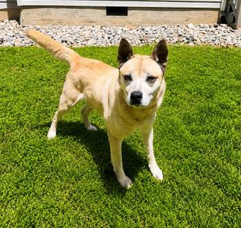 Flanders -  Carolina Dog and Akita Dog for Adoption in Dahlonega, Georgia - Flanders | PetCurious