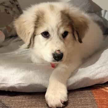 Wren -  Great Pyrenees Dog for Adoption in Lenexa, Kansas - Wren | PetCurious