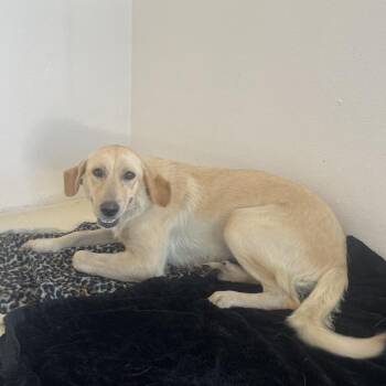 Dolly 4420 -  Labrador Retriever and Mixed Breed Dog for Adoption in Loxahatchee Groves, Florida - Dolly 4420 | PetCurious
