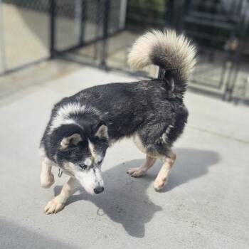 Micky -  Siberian Husky Dog for Adoption in Monticello, Iowa - Micky | PetCurious
