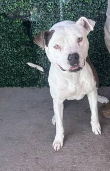 61212610 -  Pit Bull Terrier and Mixed Breed Dog for Adoption in El Paso, Texas - 61212610 | PetCurious
