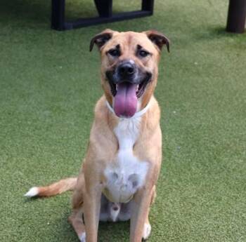 Banjo -  Mixed Breed Dog for Adoption in Athens, Georgia - Banjo | PetCurious