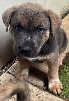 Indiana -  Australian Shepherd Dog for Adoption in Parker, Colorado - Indiana | PetCurious