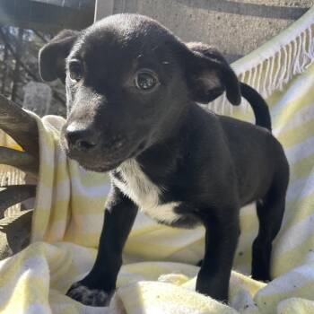 Mixed Breed Dogs Available for Adoption in Fredericksburg, Virginia - Havenmark | PetCurious