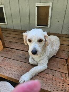 NORDI -  Poodle and Terrier Dog for Adoption in Graham, Washington - NORDI | PetCurious