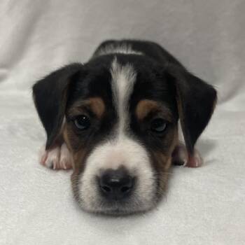 Astra -  German Shepherd Dog and Labrador Retriever Dog for Adoption in Poinciana, Florida - Astra | PetCurious