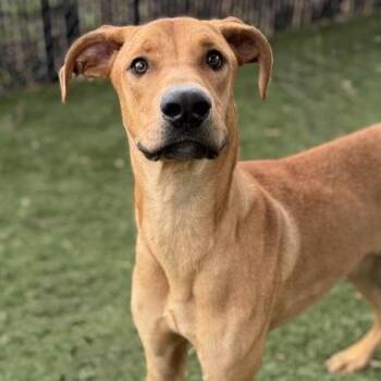 Rescue Rhodesian Ridgeback Dogs for Adoption in Red Bluff, California - Turkey | PetCurious