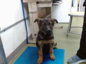 Walker -  German Shepherd Dog Dog for Adoption in Brookfield, Connecticut - Walker | PetCurious