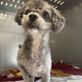 Marlin -  Mixed Breed Dog for Adoption in Saint Charles, Missouri - Marlin | PetCurious
