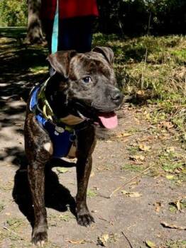 Rescue Pit Bull Terrier Dogs for Adoption in Oswego, Illinois - Morris | PetCurious