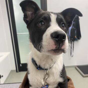 Chase -  Border Collie and Mixed Breed Dog for Adoption in Abilene, Texas - Chase | PetCurious