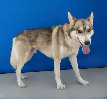 ZEEK -  Husky Dog for Adoption in Pasadena, California - ZEEK | PetCurious