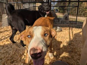Rescue Labrador Retriever and Husky Dogs for Adoption in Fosters, Alabama - LULU KATE | PetCurious