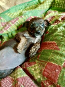 Piper -  Chihuahua and Chiweenie Dog for Adoption in Baker, Louisiana - Piper | PetCurious