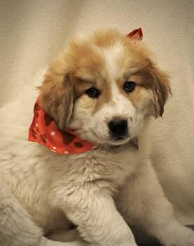 Twister -  Great Pyrenees Dog for Adoption in Buena Vista, Colorado - Twister | PetCurious