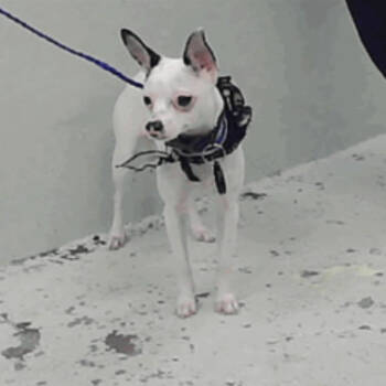 Rescue Chihuahua Dogs for Adoption in Park Row, Texas - Cirilla | PetCurious