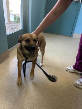 Mixed Breed Dogs Available for Adoption in Newton, North Carolina - BILLY | PetCurious