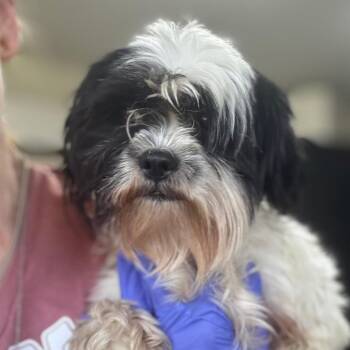 McQueen -  Shih Tzu Dog for Adoption in Houston, Texas - McQueen | PetCurious