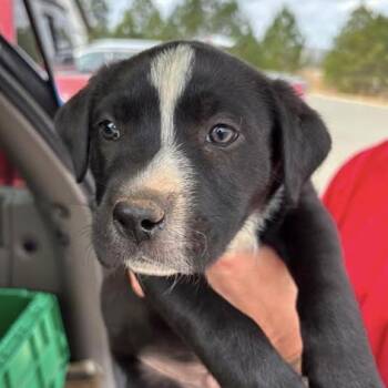 Mixed Breed Dogs Available for Adoption - Moose | PetCurious