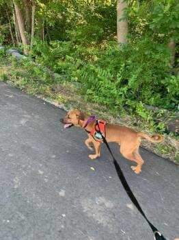 Myles -  Mountain Cur Dog for Adoption in Bloomington, Indiana - Myles | PetCurious