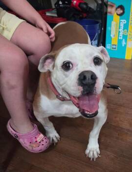 Bulldog Dogs Available for Adoption in Bayport, New York - Sky | PetCurious
