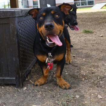Rescue Rottweiler Dogs for Adoption in San Antonio, Texas - BRUNO | PetCurious
