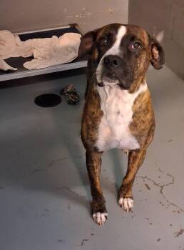 Rescue Boxer Dogs for Adoption in Stuart, Virginia - Max | PetCurious