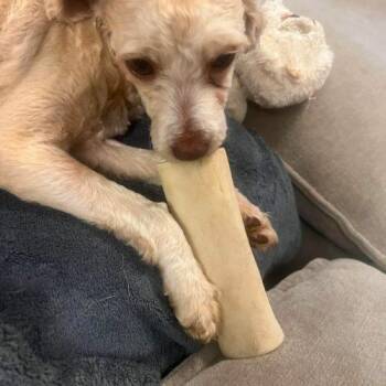 Jack -  Miniature Poodle Dog Available for Adoption in Sanford, North Carolina - Jack | PetCurious
