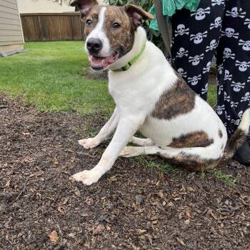 Labrador Retriever and Terrier Dogs Available for Adoption - BOWZER | PetCurious