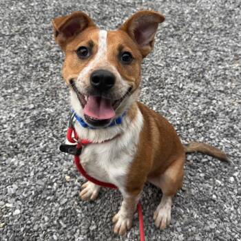 Mixed Breed Dogs Available for Adoption - Filo | PetCurious