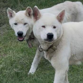Muk -  Akita Dog for Adoption in Dallas, Texas - Muk | PetCurious