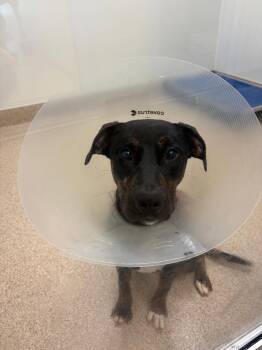 Millie SCAS -  Labrador Retriever and Rottweiler Dog for Adoption in Rockaway, New Jersey - Millie SCAS | PetCurious