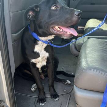 Gaston -  Black Labrador Retriever and Mixed Breed Dog for Adoption in Bernalillo, New Mexico - Gaston | PetCurious