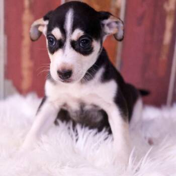 Phoebe -  Chihuahua and Mixed Breed Dog for Adoption in Casa Grande, Arizona - Phoebe | PetCurious