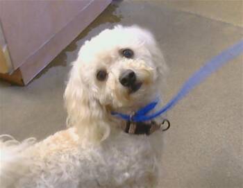 Maltese Dogs Available for Adoption in Sacramento, California - SAMMY | PetCurious
