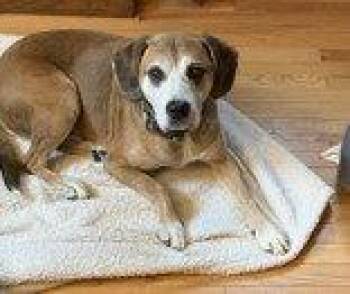 Boxer and Beagle Dogs Available for Adoption in Newport, Kentucky - Twiggy | PetCurious