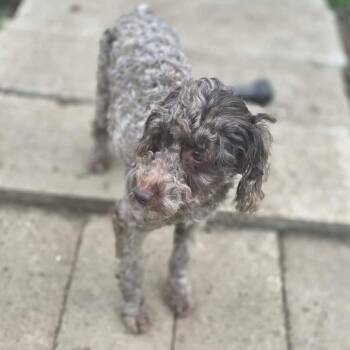 Labradoodle Dogs Available for Adoption in Eugene, Oregon - Rocco | PetCurious