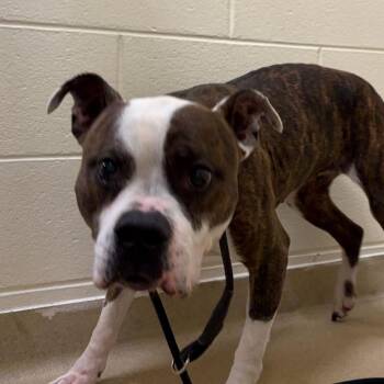 Mixed Breed Dogs Available for Adoption in Asheville, North Carolina - Bella | PetCurious