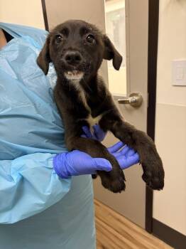 Azura -  Mixed Breed Dog for Adoption in Raleigh, North Carolina - Azura | PetCurious