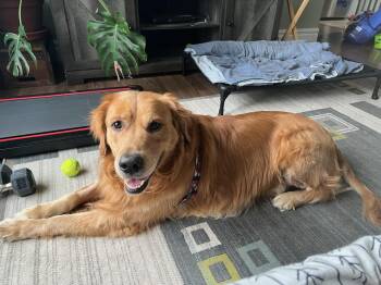 Tyson -  Golden Retriever Dog for Adoption in Owen Sound, Ontario - Tyson | PetCurious