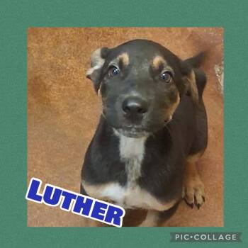Luther -  German Shepherd Dog Dog for Adoption in Ringwood, New Jersey - Luther | PetCurious