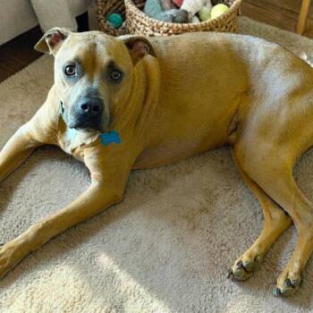 Mixed Breed Dogs Available for Adoption in Memphis, Tennessee - Tucker | PetCurious