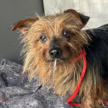 HAHN -  Australian Terrier and Yorkshire Terrier Dog for Adoption in Greensboro, North Carolina - HAHN | PetCurious