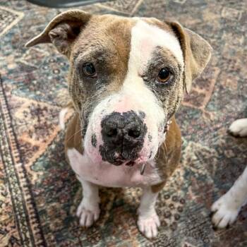 Apricot -  Pit Bull Terrier Dog for Adoption in Des Moines, Iowa - Apricot | PetCurious